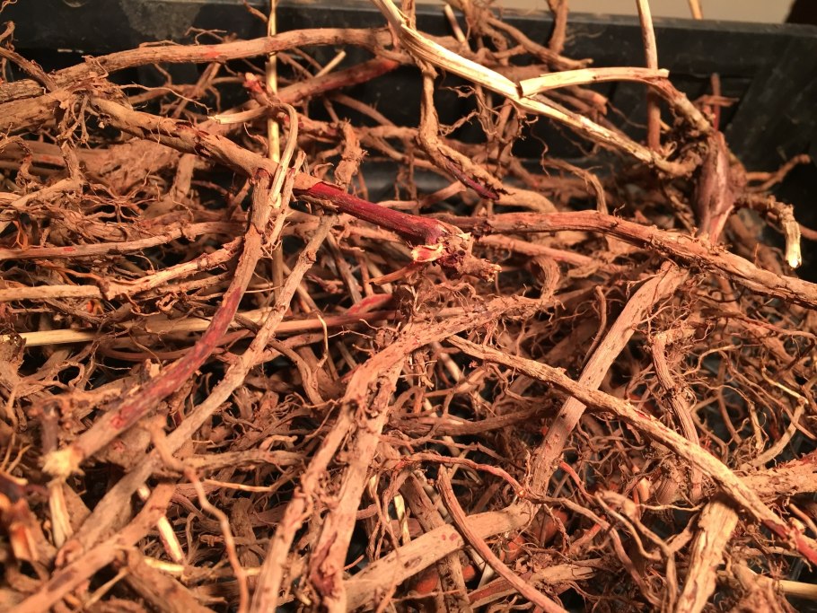 Марена красильная капли