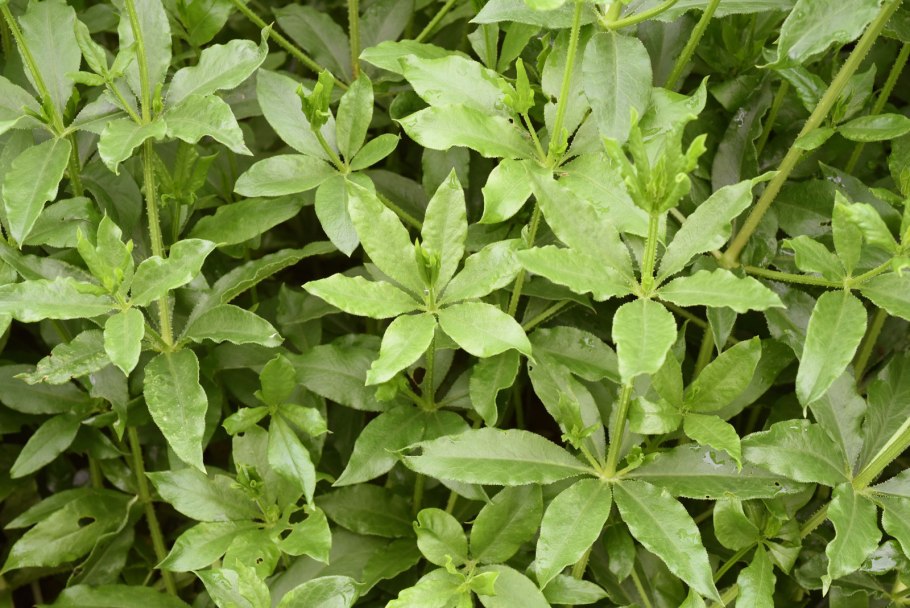 Марены красильной (rubia tinctorum)