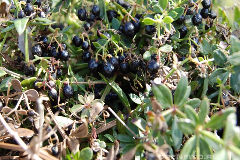 Крапп Марена