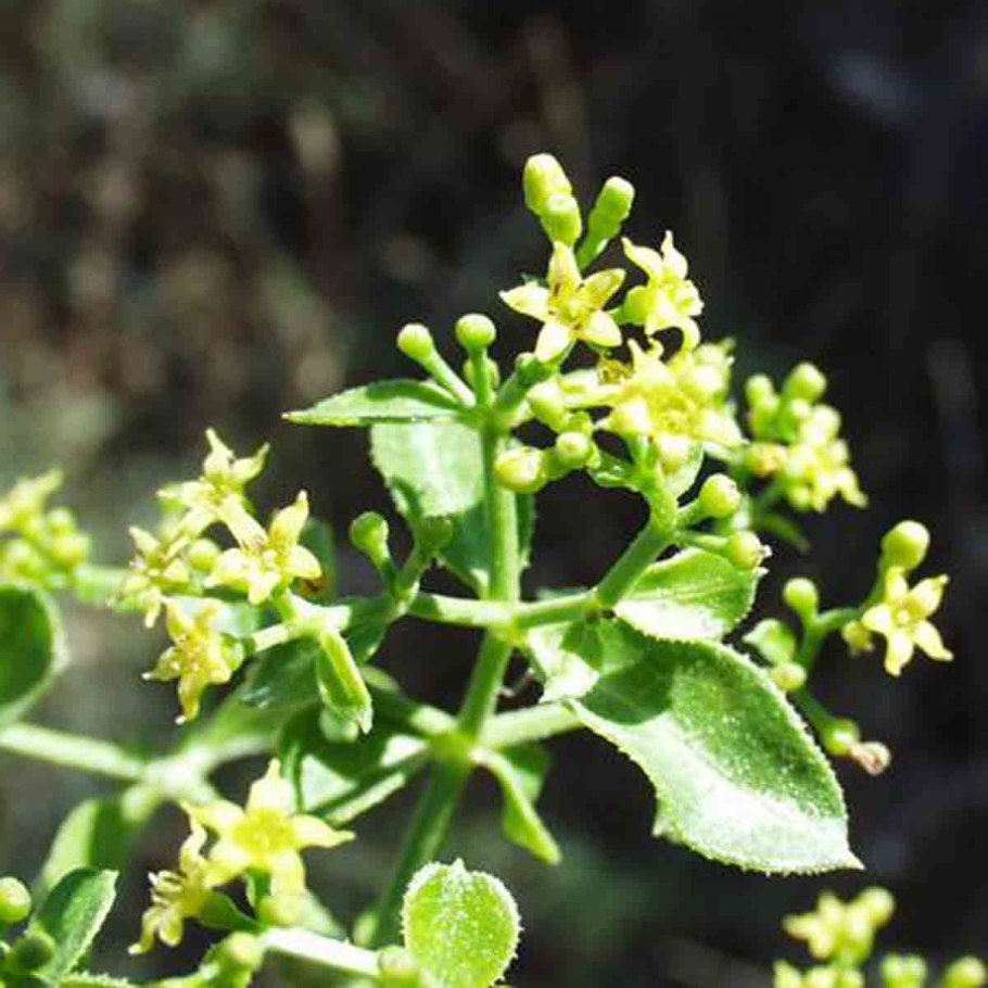 Корень Марены красильной