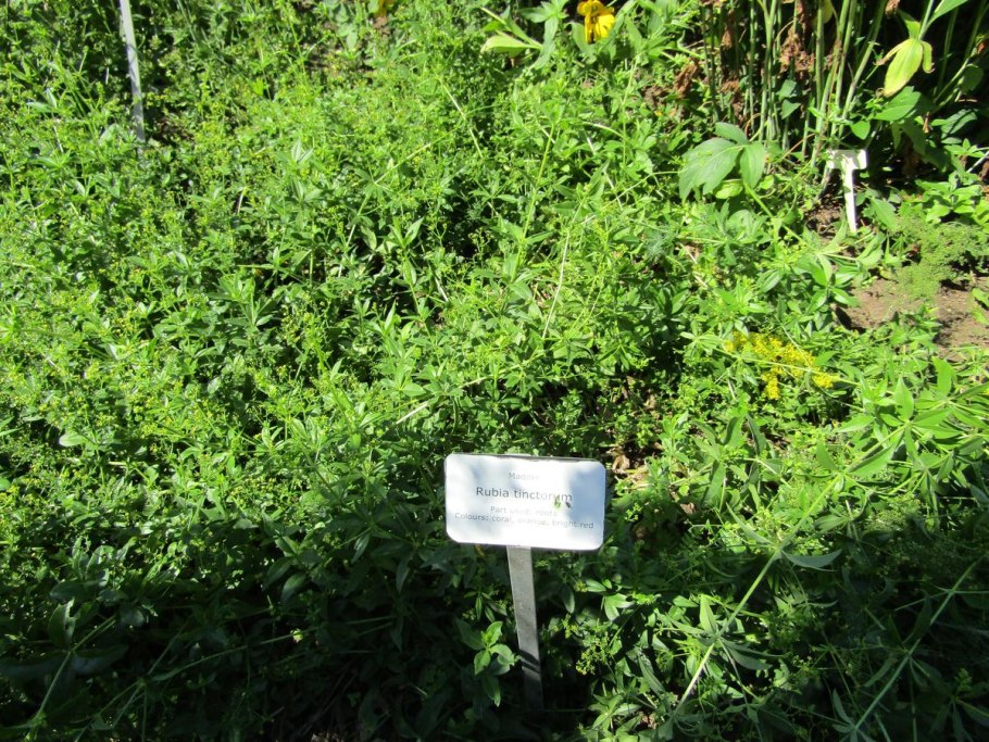 Рубиа кордифолия