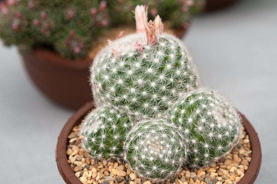 Mammillaria кандида