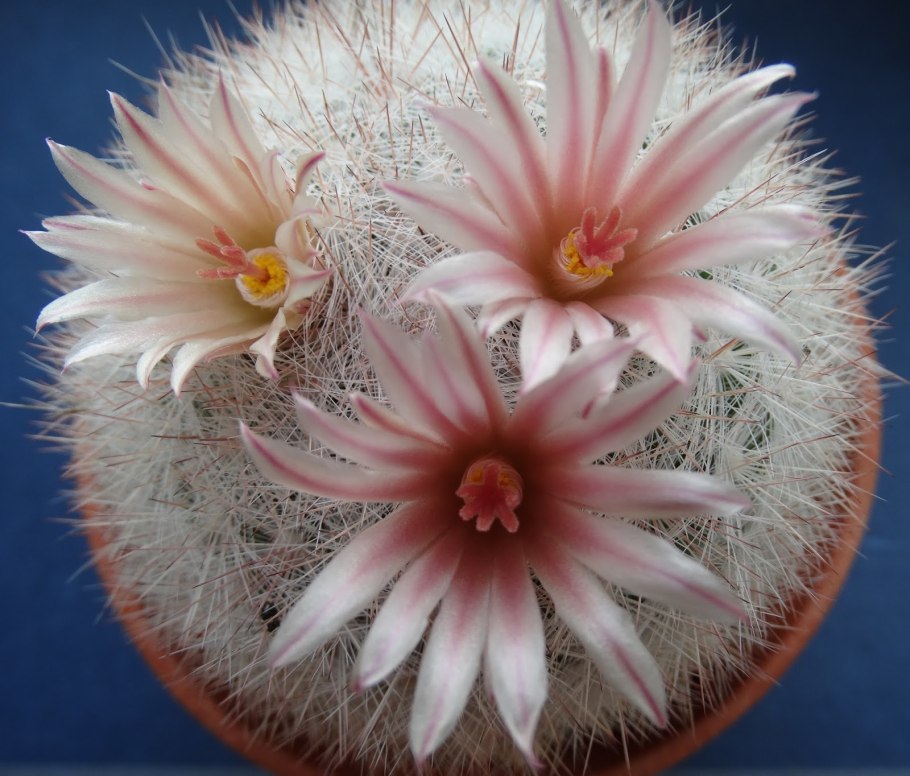 Маммиллярия Candida