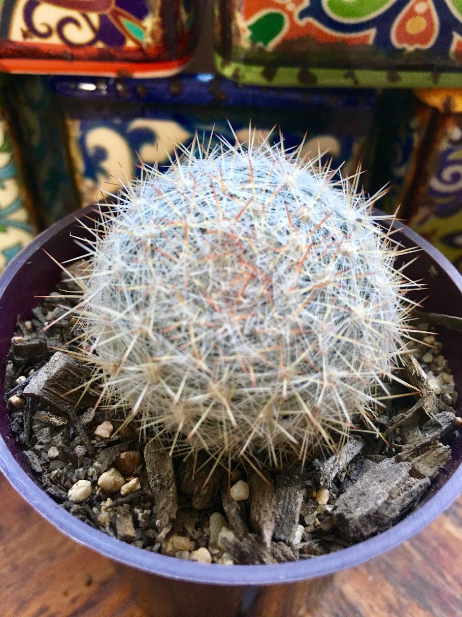 Мамилярия кандило Кактус