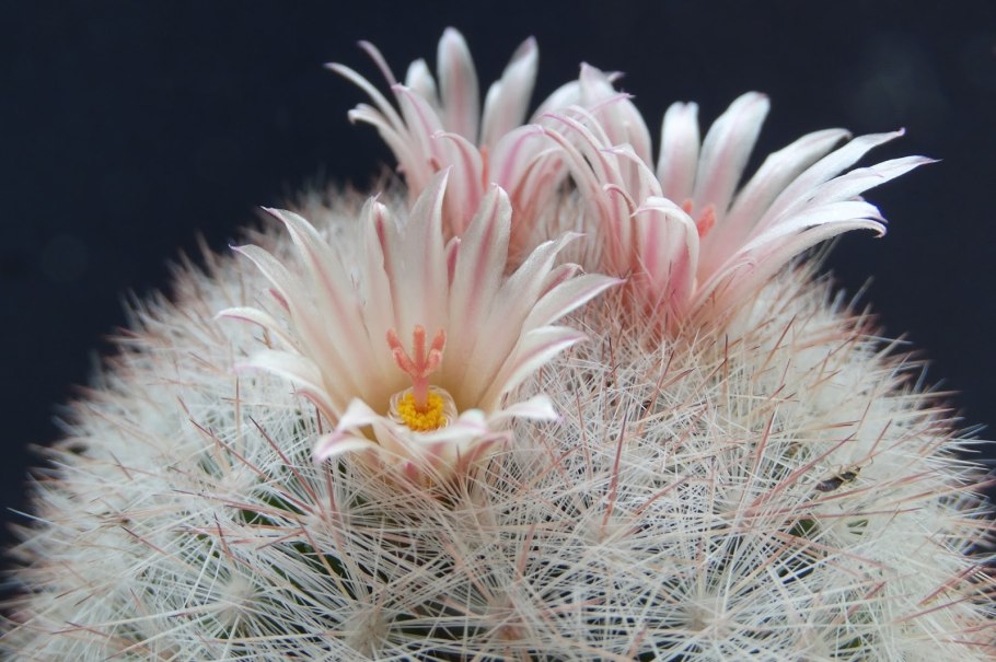 Mammillaria кандида