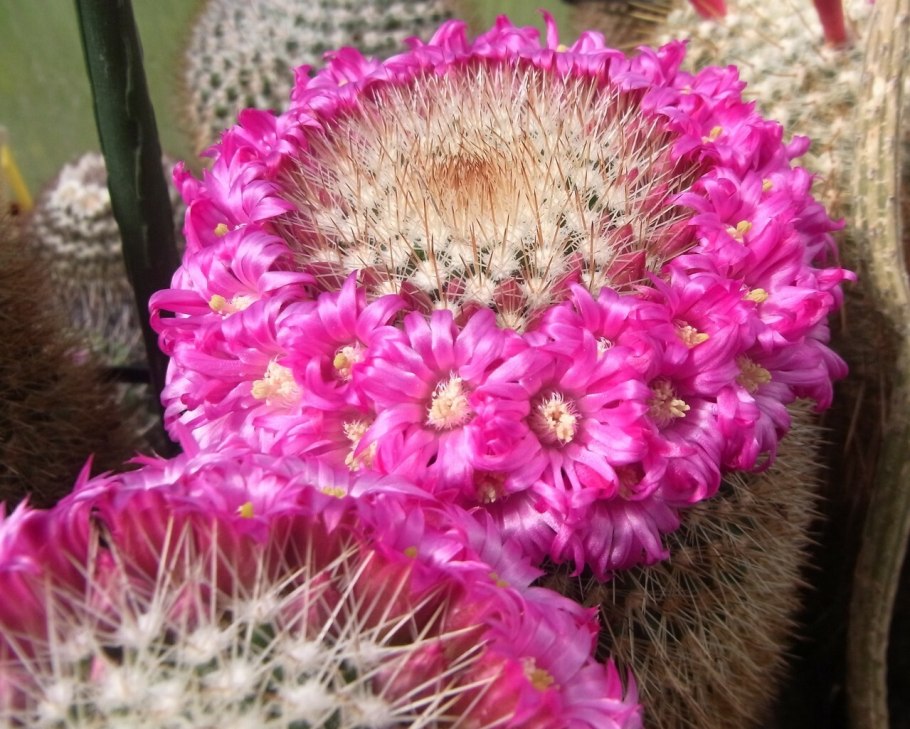 Маммиллярия Плюмоза