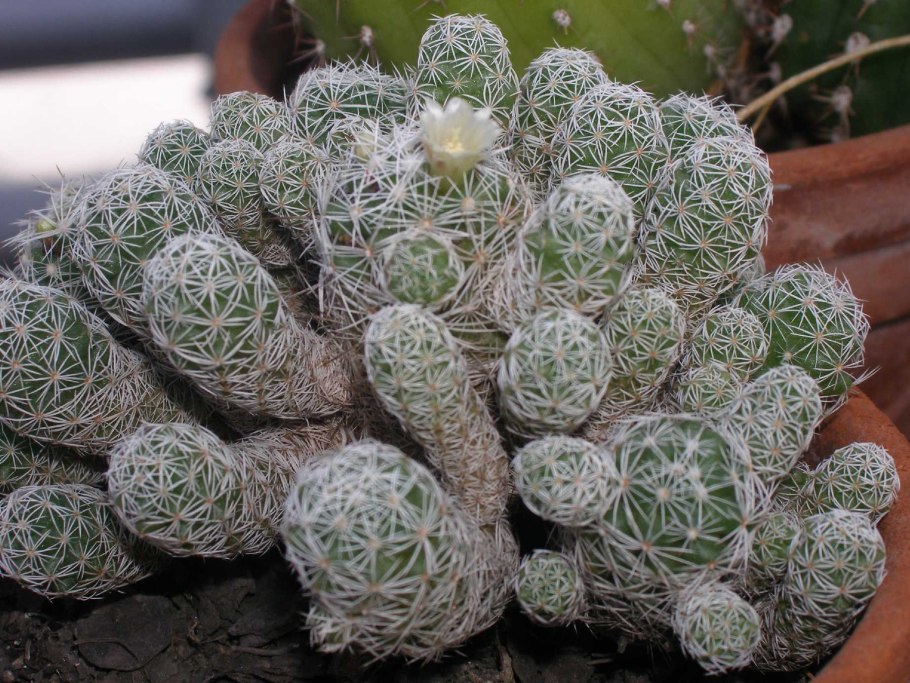 Маммиллярия шидеана