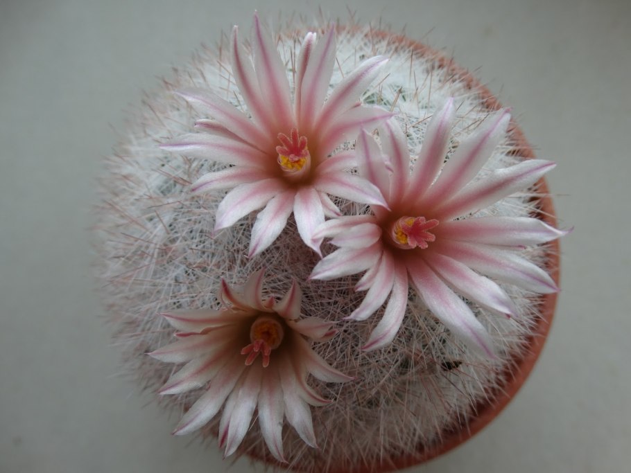 Маммиллярия кандида