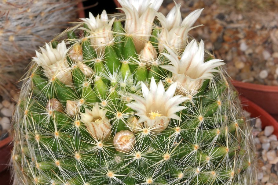 Маммиллярия Вильда