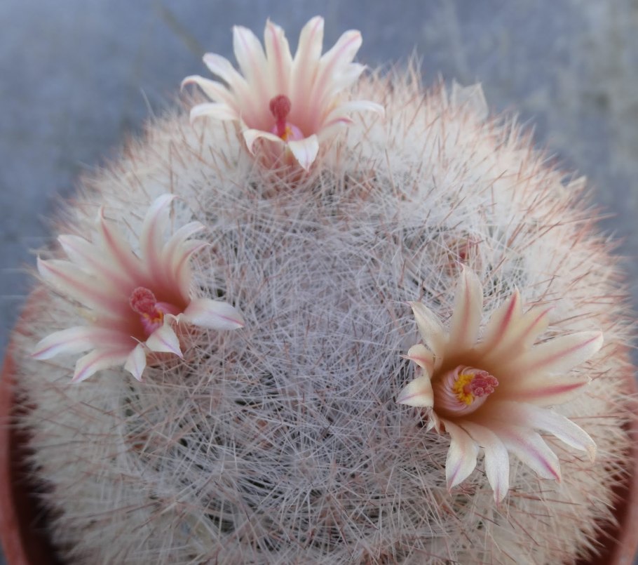Mammillaria кандида
