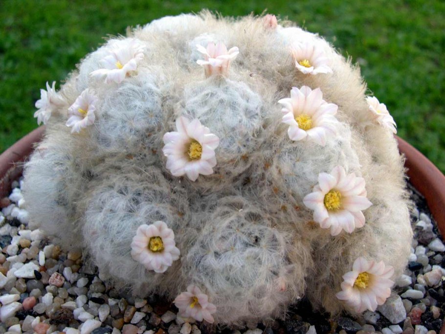 Mammillaria bocasana roseiflora