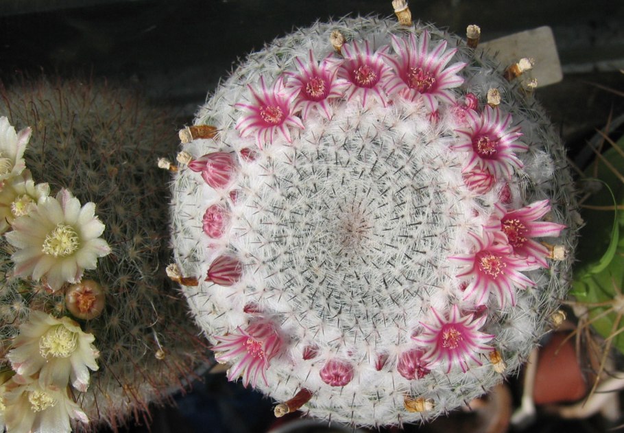 Mammillaria angelensis