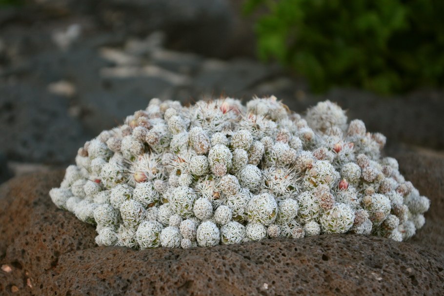 Маммиллярия монтикола