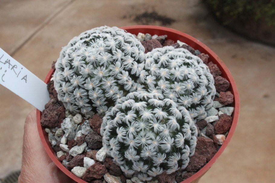 Маммиллярия паинтере