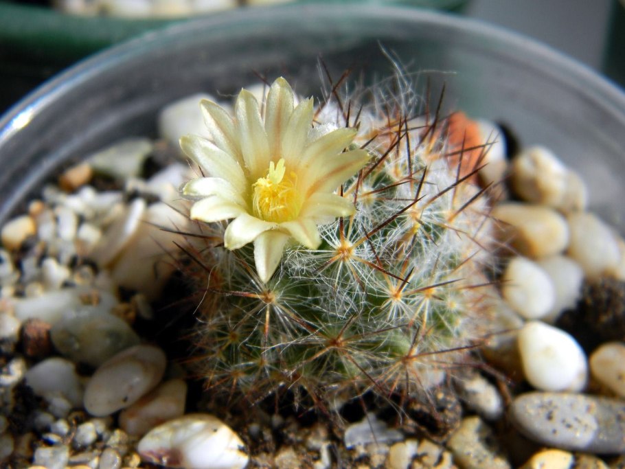 Маммиллярия Вильда Mammillaria wildii
