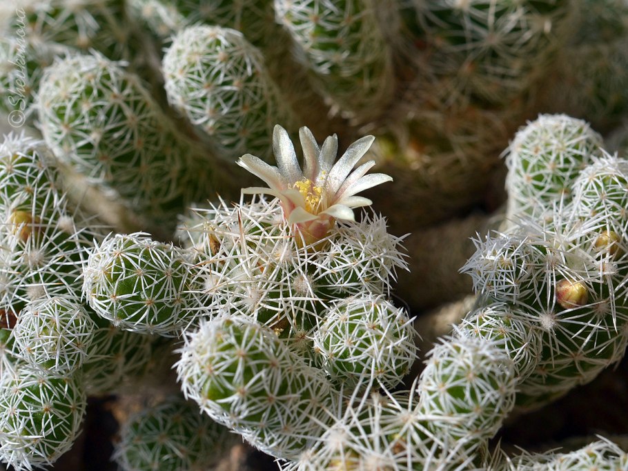 Маммиллярия беловатая
