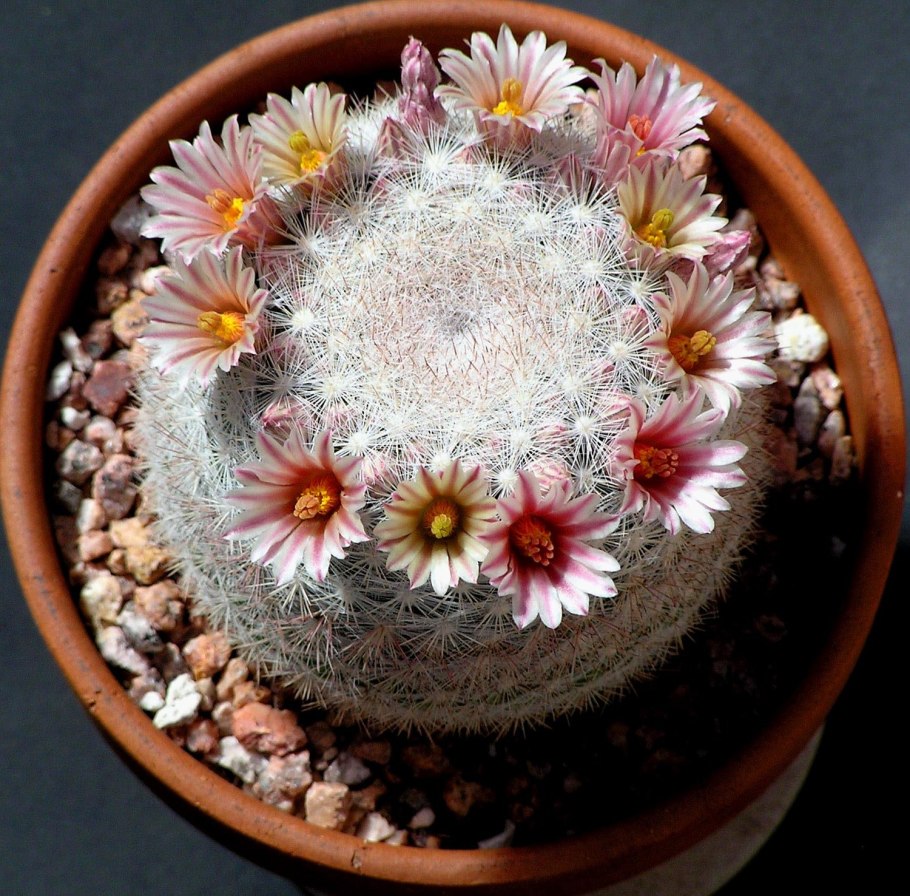 Mammillaria geminispina