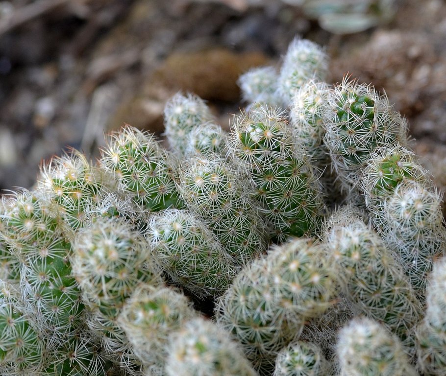 Кактус Маммиллярия