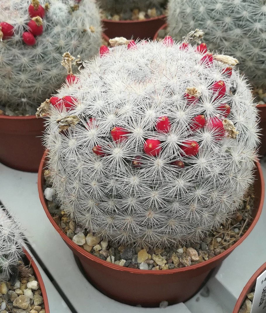 Маммиллярия хемисферика