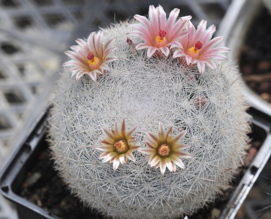 Маммиллярия Манана