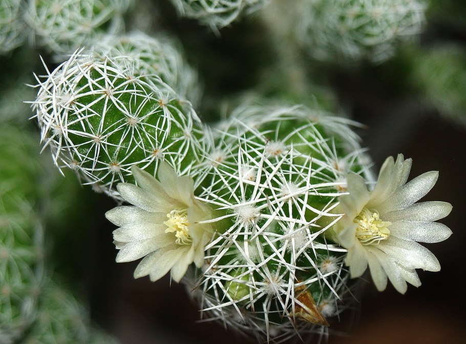 Маммиллярия Луизы