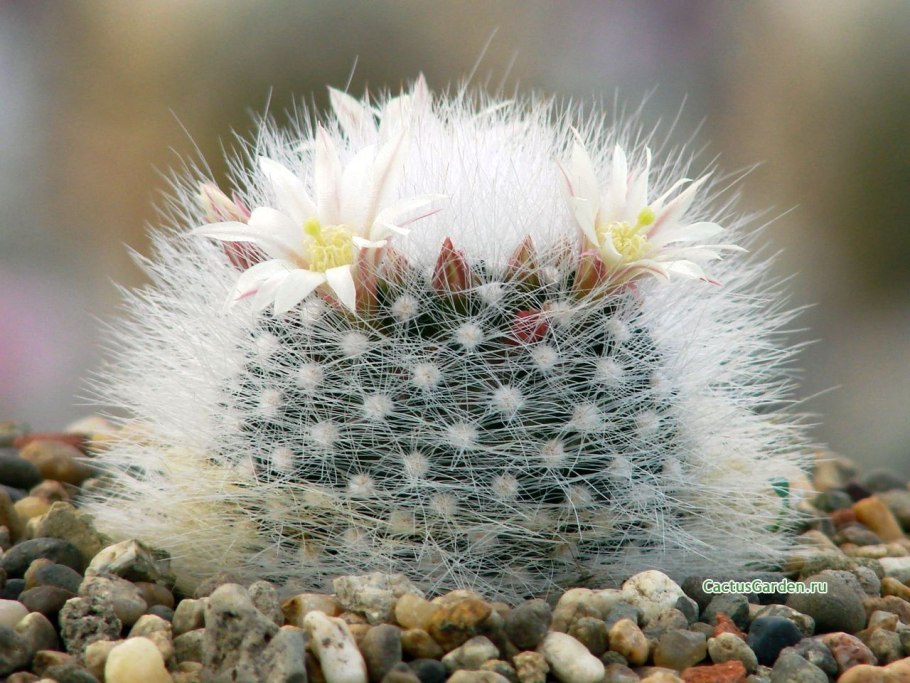 Маммиллярия денсиспина