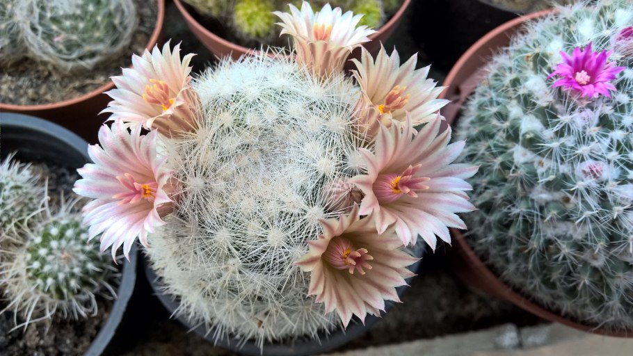 Цветок Mammillaria