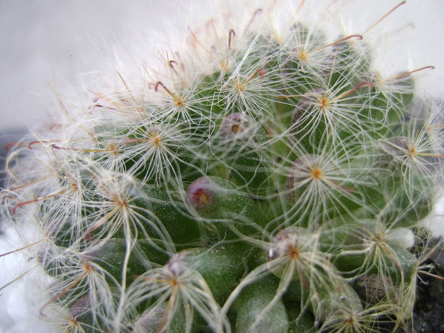 Маммиллярия Плюмоза