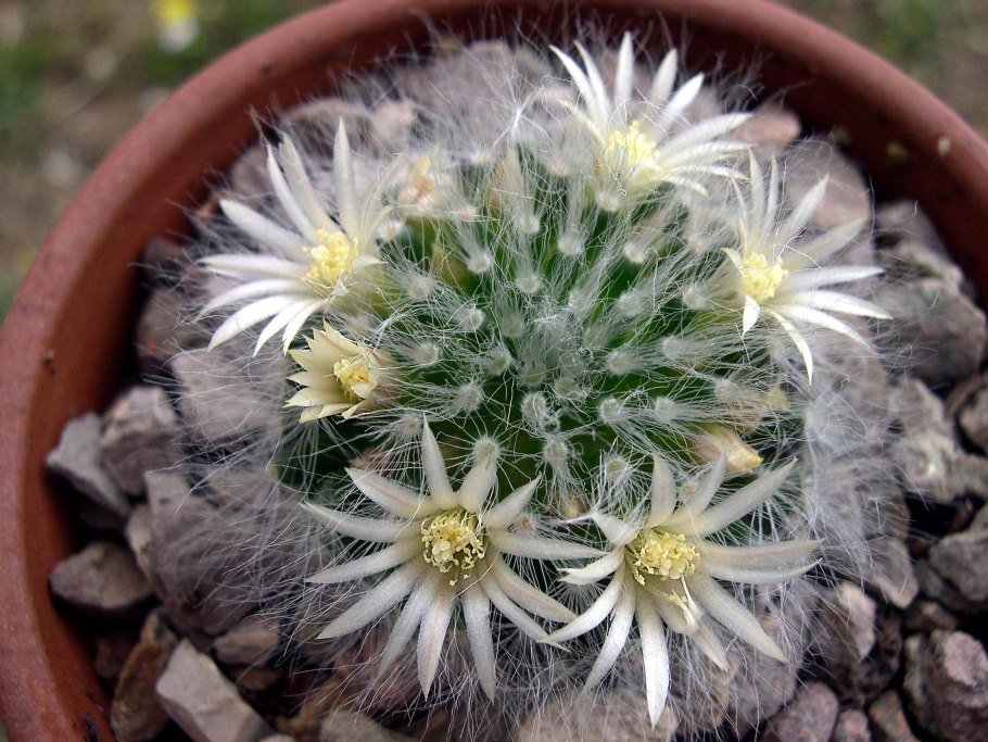 Мамилярия с белыми колючками