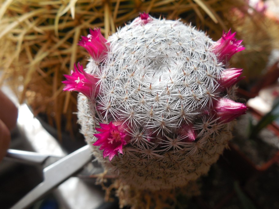 Маммиллярия Candida