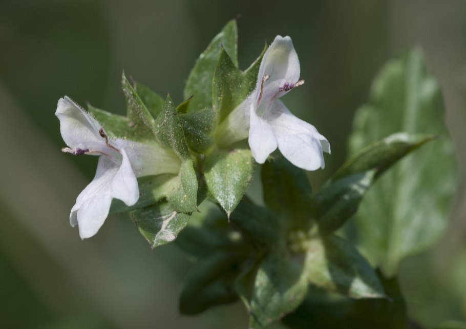 Common Hedge-Nettle вид
