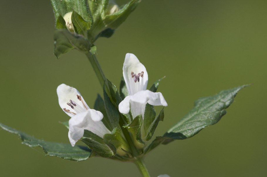 Прозиум состав