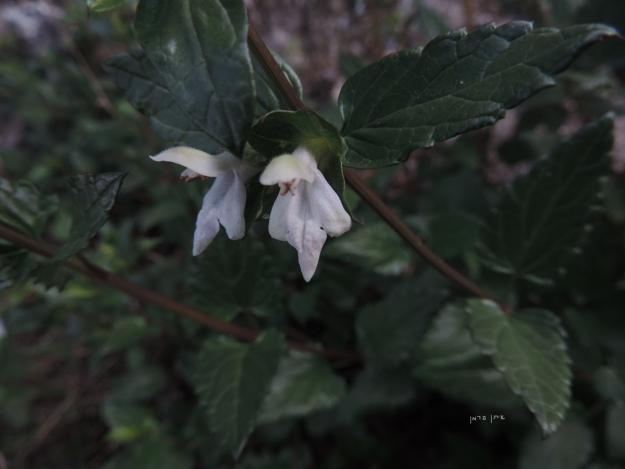 Prasium majus – Празиум большой