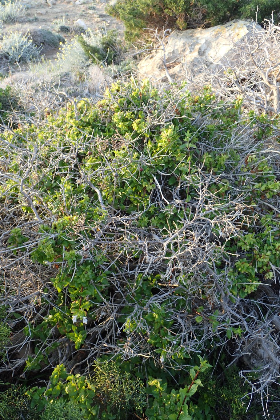 Prasium majus – Празиум большой