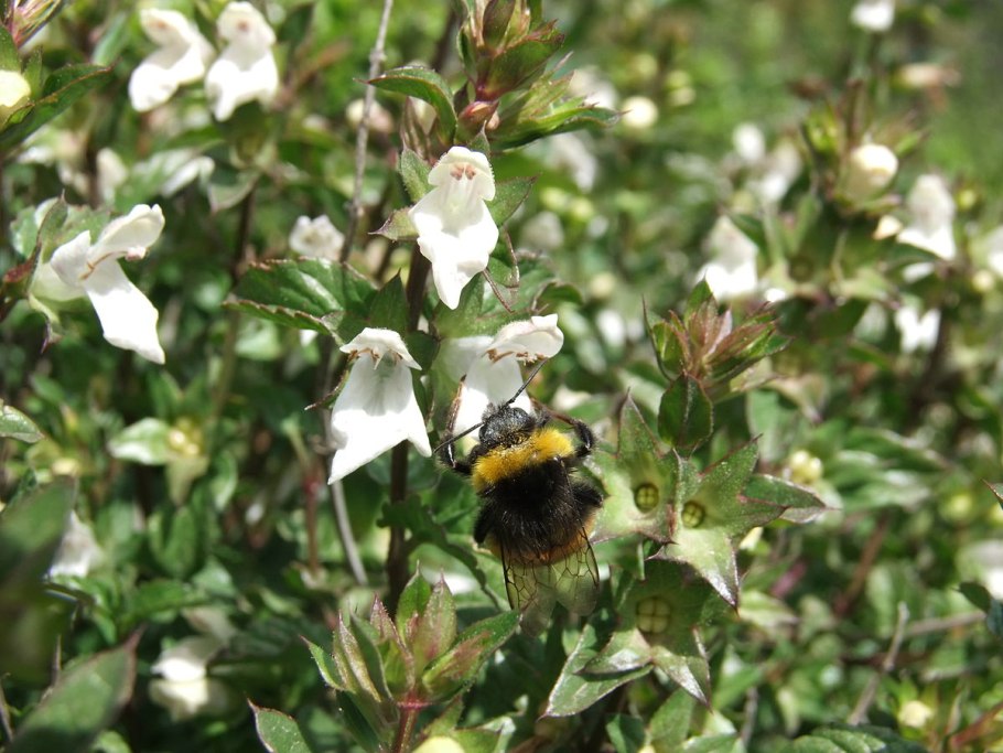 Прозиум состав