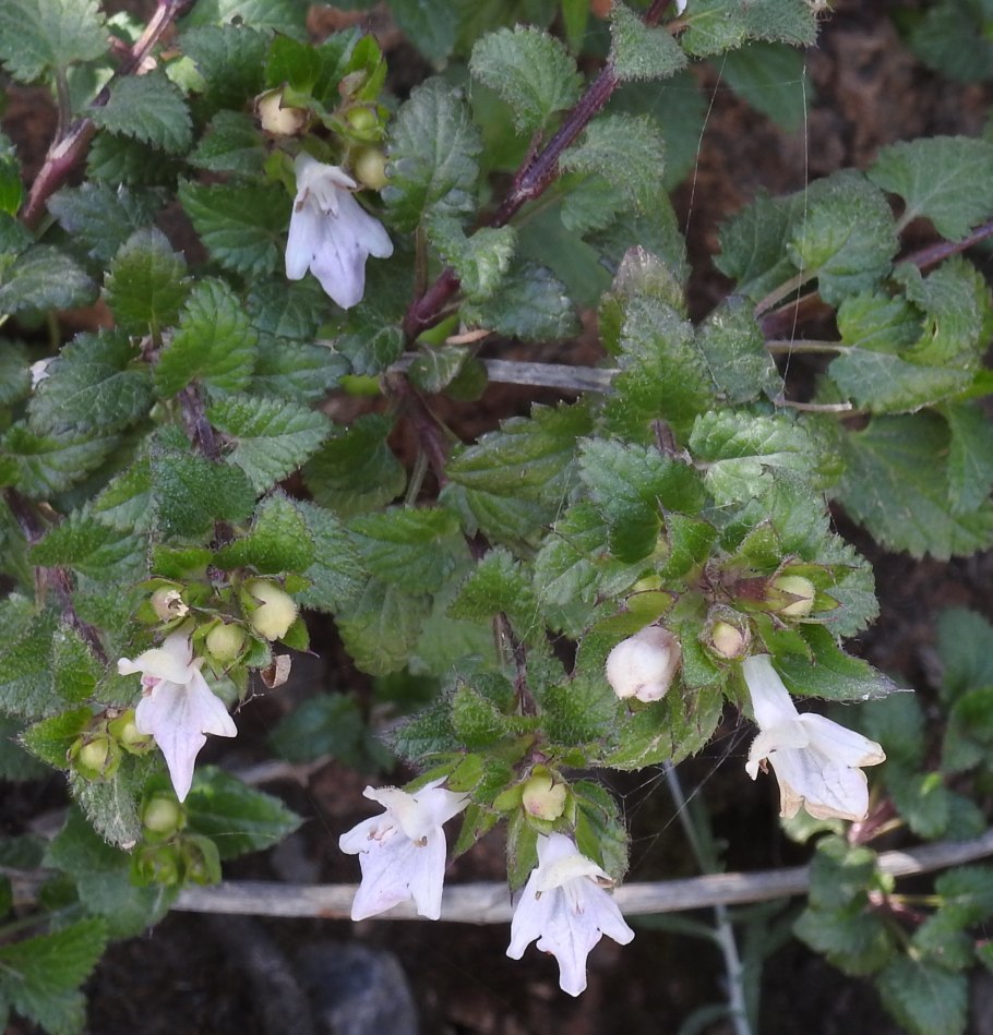 Prasium majus что это