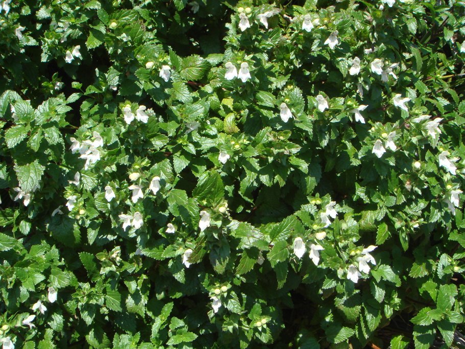 Prasium majus – Празиум большой