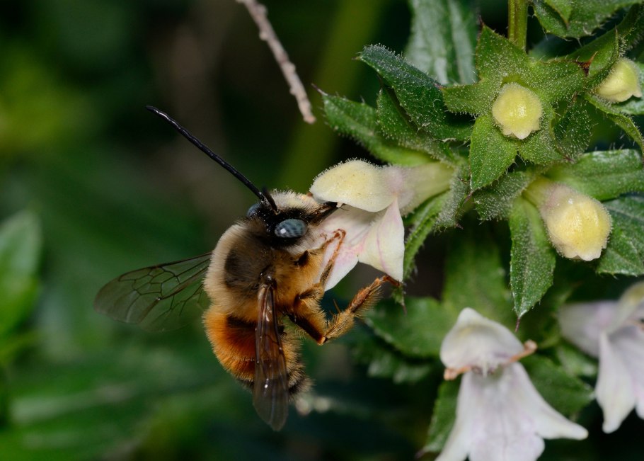Эквилибриум прозиум