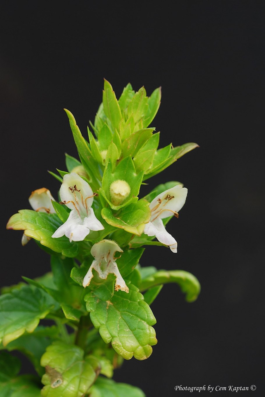 Прозиум препарат