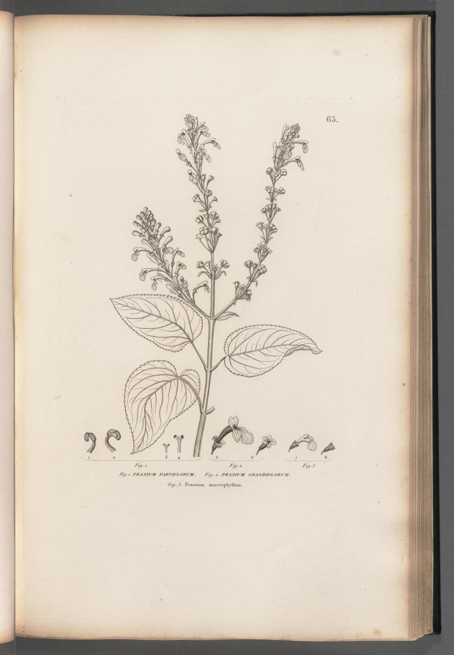 Кристиан Бейл Эквилибриум торс