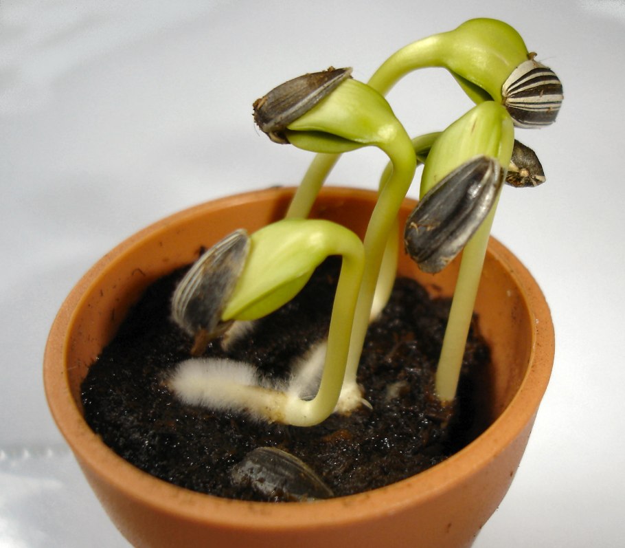 Cannabis germination