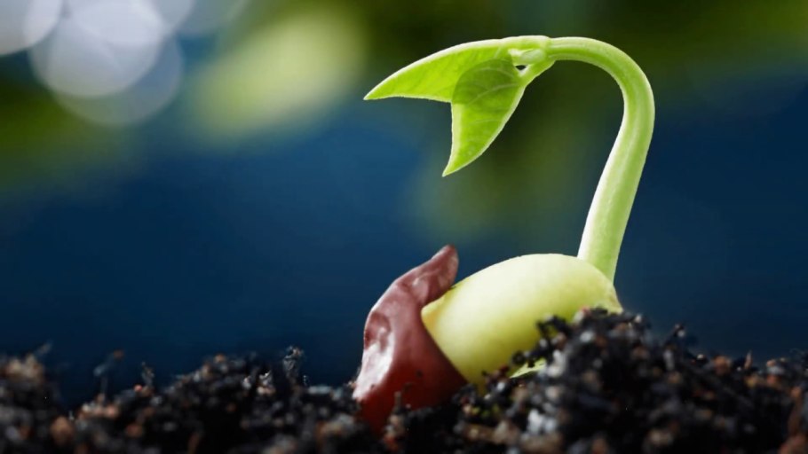 Seed germination