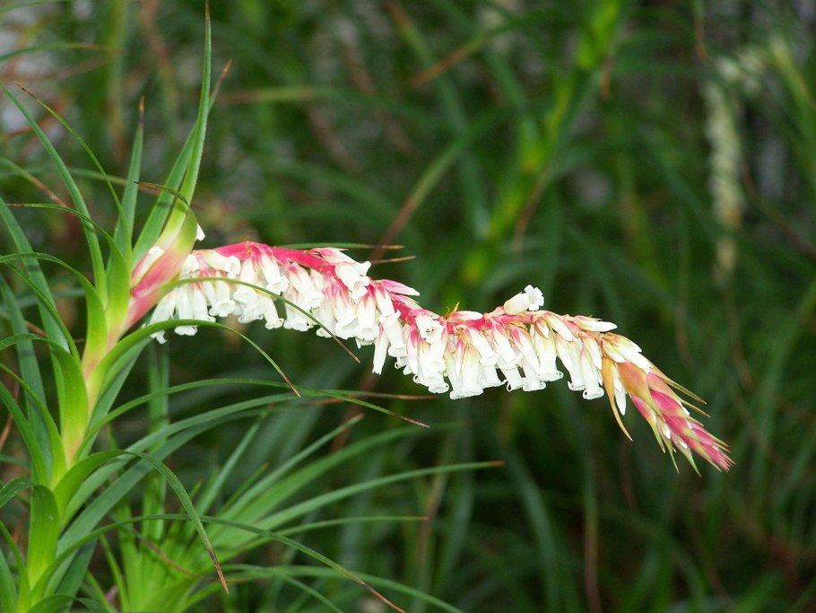 Дракофиллум (лат. Dracophyllum)