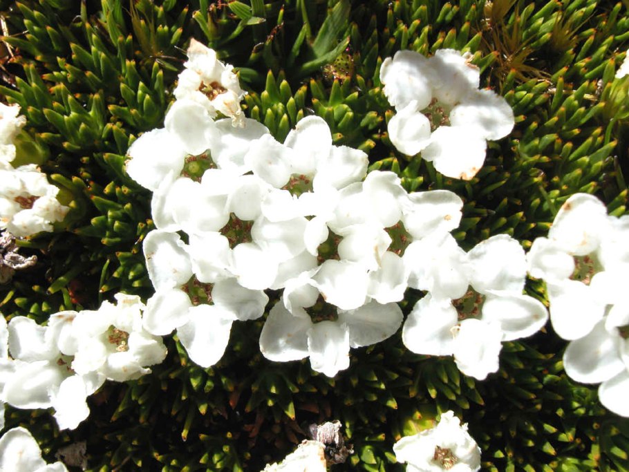 Ацифилла Золотая