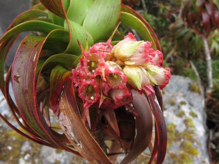 Дракофиллум (лат. Dracophyllum)