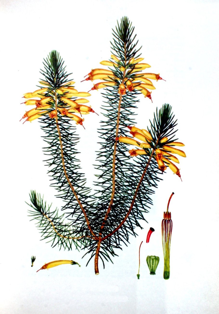 Ацифилла скученная