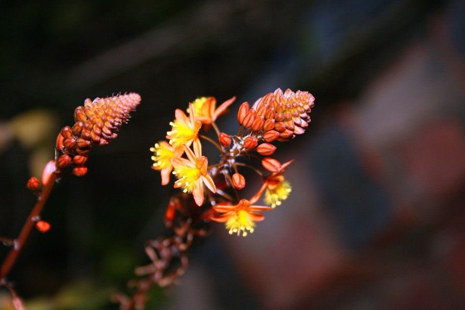 Aciphylla Scott-thomsonii