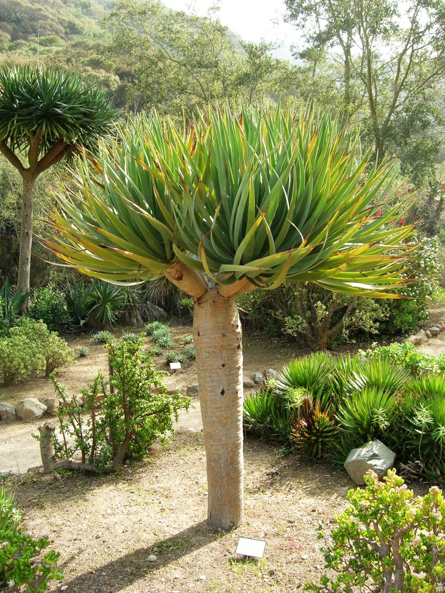 Астелия цветок