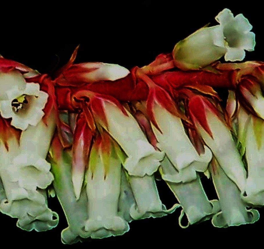 Aciphylla Aurea, Golden Spaniard,