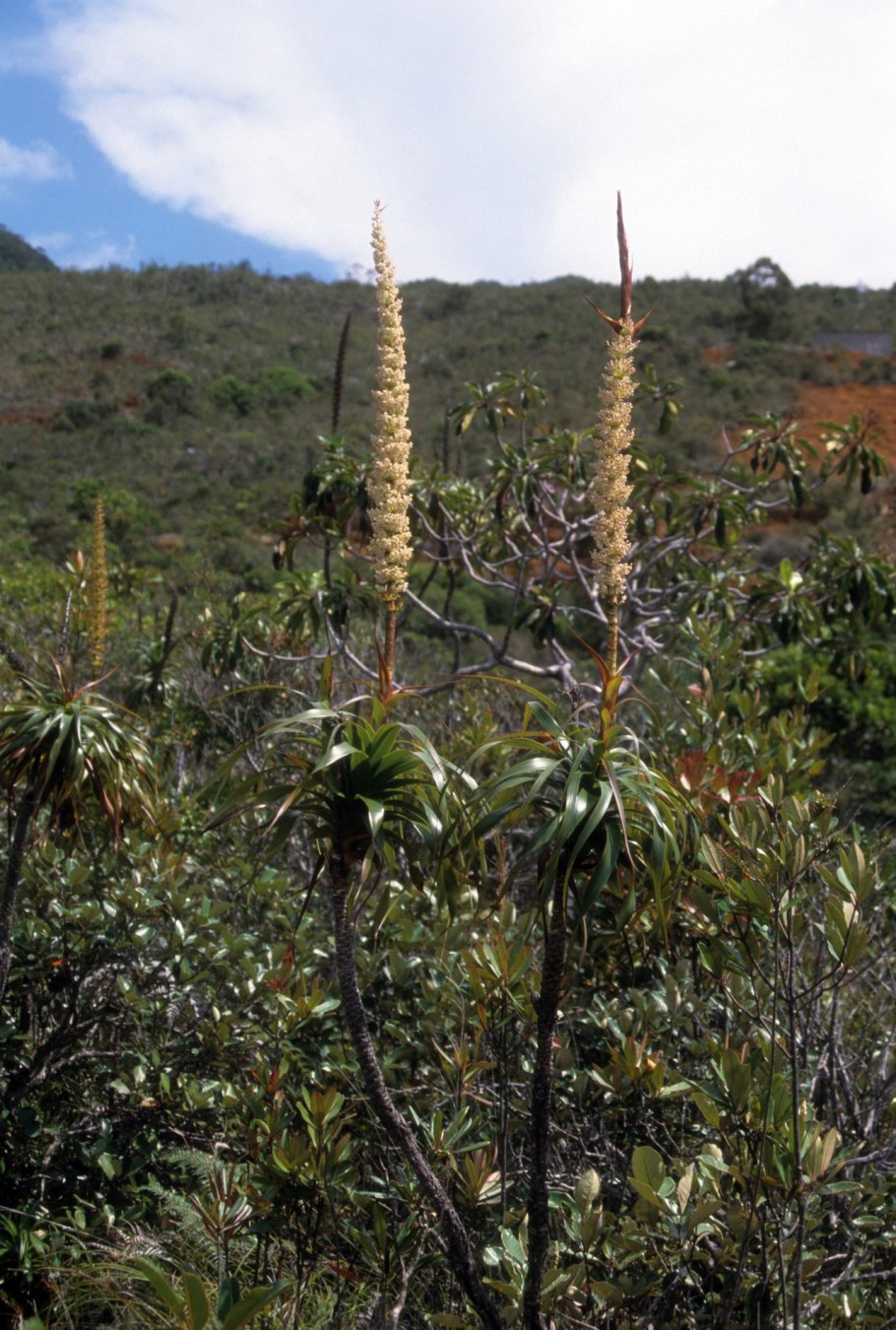 Голубая Пуйя и мотыльки картина Марианн Норт